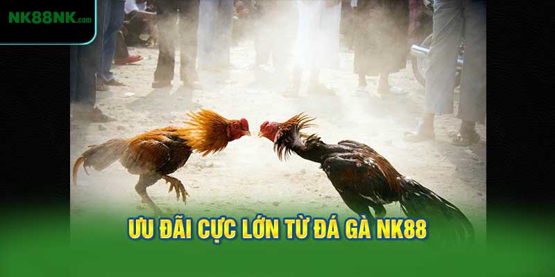 Ưu Đãi Cực Lớn Từ Đá Gà NK88