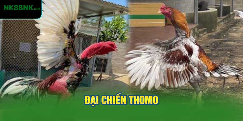 Đại Chiến Thomo
